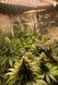 Відновлення та оновлення quantum board 2355953959 фото 6